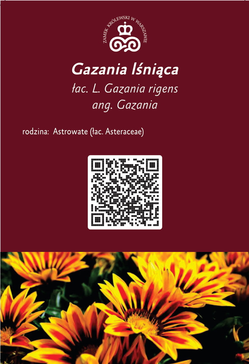 gazania-lsniaca