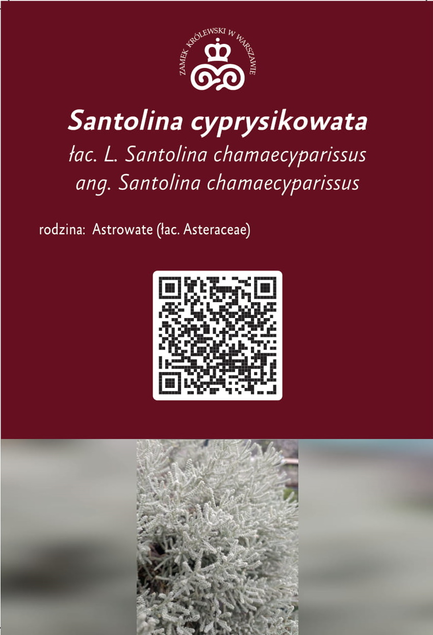 Santolina cyprysikowata